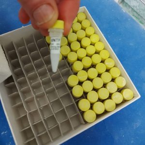 dNTP Mix - 10 mM solution